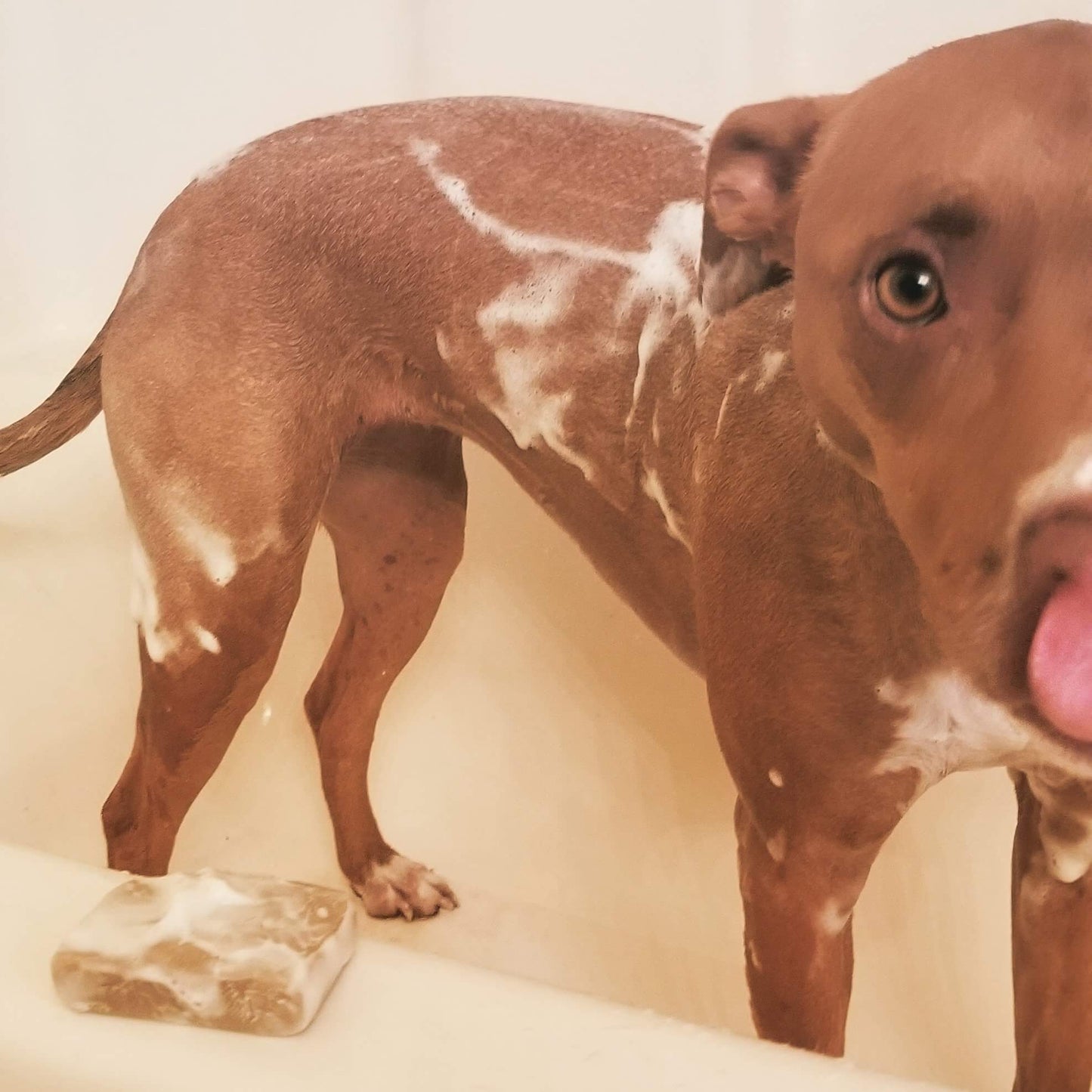 Pup Scrub All Natural Dog Shampoo - Bella Farms Ky